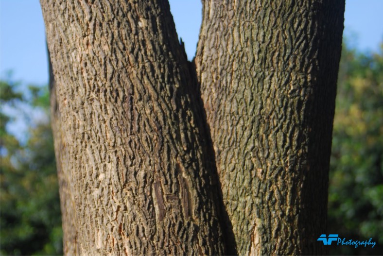 Batang Pohon  ACHMAD FIRDAUS